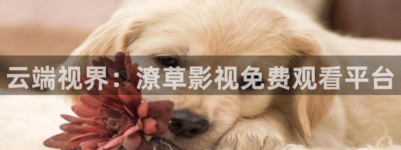穿梭在韩国影视世界的小说